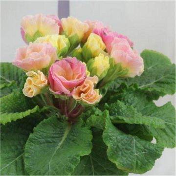Primrose Antique Rose - Pretty Pink Ruffled Flowers - Pack of SIX Plants