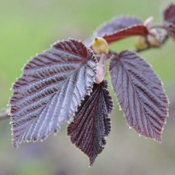 Corylus maxima purpurea - Purple Hazel