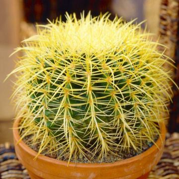 Echinocactus grusonii - Golden Barrel Cactus or Mother in laws Seat