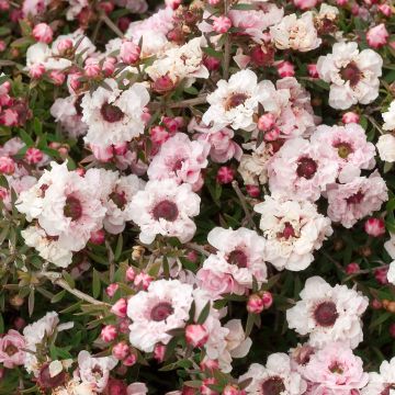 Leptospermum scoparium 'Apple Blossom' - New Zealand Tea Tree