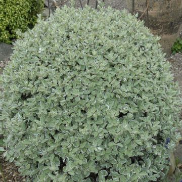 Pittosporum tenuifolium variegata - Silver Queen - 'Kohuhu'