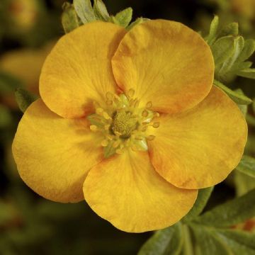 Potentilla fruticosa 'Tangerine' - Shrubby Cinquefoil