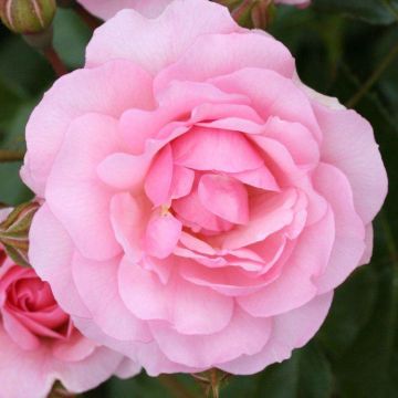 Rose Happy Retirement - Floribunda Rose