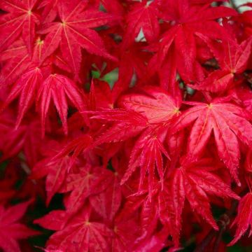 Acer palmatum Shin Deshojo - Japanese Maple