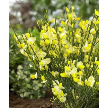 Cytisus Broom - Lemon Yellow