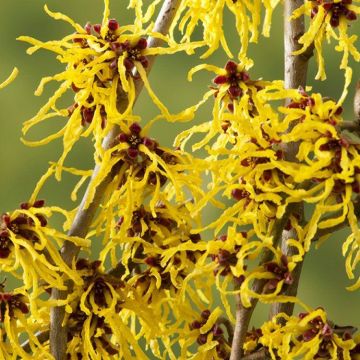 Hamamelis Arnold Promise - Witch Hazel - LARGE 120-150cm Specimen