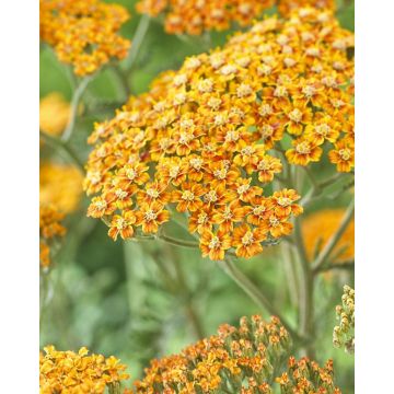 Achillea millefolium Terracotta - Yarrow