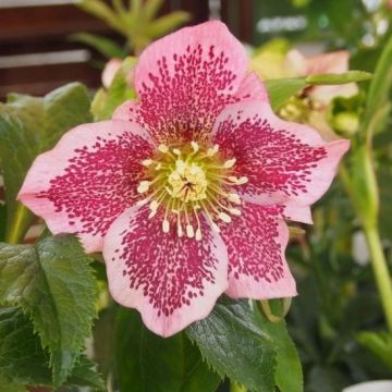 Helleborus orientalis Pink Spotted - Hellebore