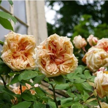 Rose Gloire de Dijon - Climbing Rose