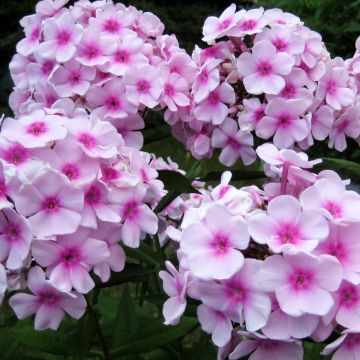 Phlox paniculata ‘Sweet Summer'