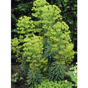 Euphorbia x martinii - Spurge