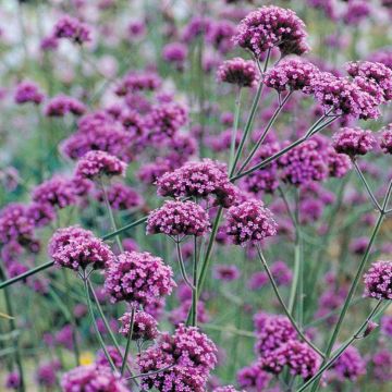 BULK PACK - Verbena bonariensis - Pack of TWELVE Plants