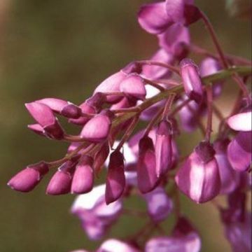 Wisteria brachybotrys ''Okayama'' - Rare Purple-Violet Japanese Wisteria - circa 150cm