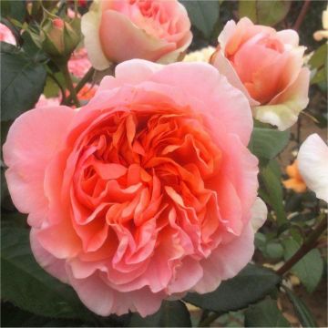 Rose Duchess of Cornwall - Shrub Rose