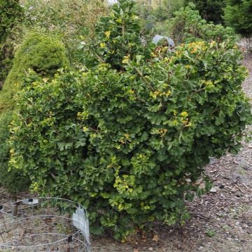 Ginkgo biloba ‘Jehoshaphat’ - Maiden Hair Tree
