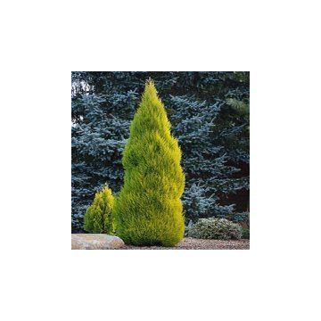 Cupressus macrocarpa Goldcrest - Lemon Scented Monterey Cypress LARGE 60-80cm +