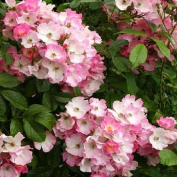 Rose Ballerina - Polyantha Shrub Rose