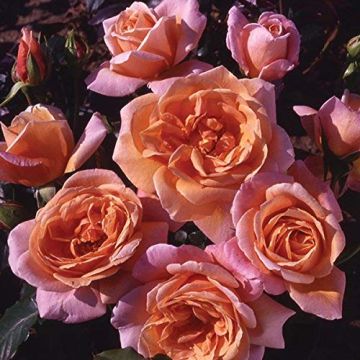 Rose 'Schoolgirl' - Climbing Rose