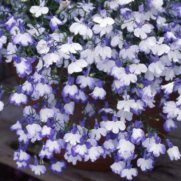 Lobelia pendula Regatta Blue Splash