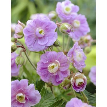 Geranium pratense Summer Skies - Soft Sky Blue Double Flowers