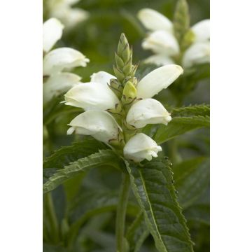 Chelone obliqua alba - White Turtle Head Flower