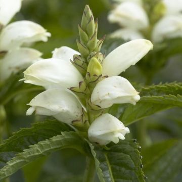 Chelone obliqua alba - White Turtle Head Flower