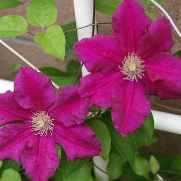 Large 6-7ft Specimen Climber  - Clematis Ernest Markham - Summer Flowering Clematis