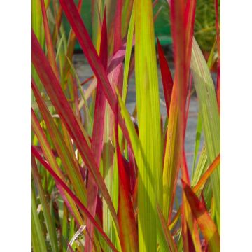 Imperata cylindrica rubra Red Baron - Japanese Blood Grass