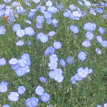 Linum perenne - Flax