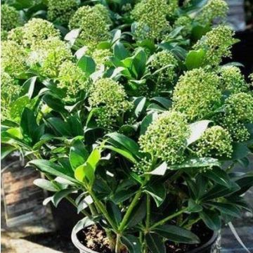 Skimmia japonica Thereza - LARGE Plant