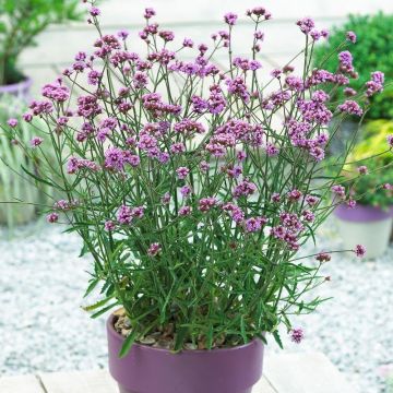 Verbena bonariensis Lollipop