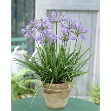 Agapanthus 'Peter Pan' - Nile Lily