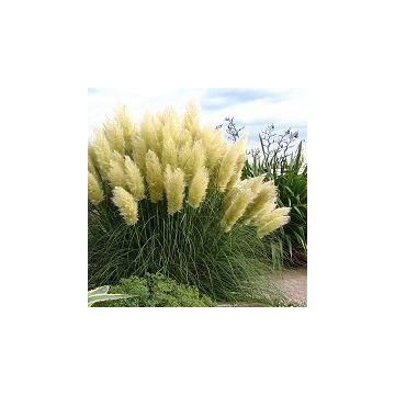 Sunningdale Silver Pampas Grass - Cortaderia selloana Large Specimen Plant