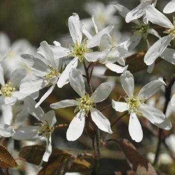 Amelanchier Ballerina - June Berry