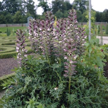 Acanthus spinosus - Bears Breeches