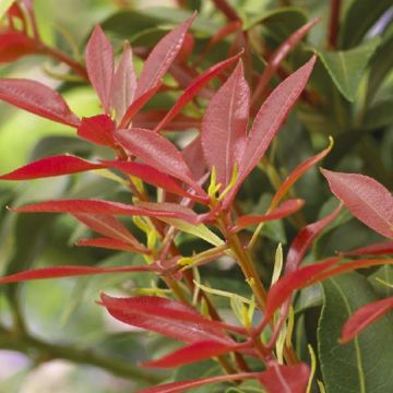 Pieris Mountain Fire - Lily of the Valley Shrub