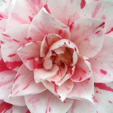 Camellia japonica Bonomiana Nova