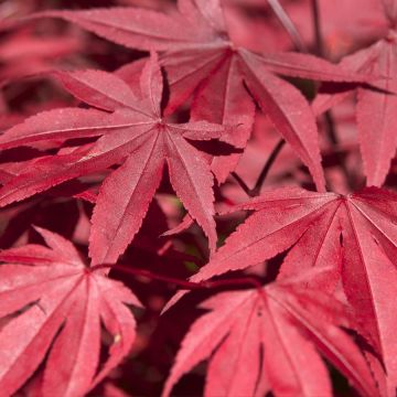 Acer palmatum Nathan - 80-100cms tall - Japanese Maple