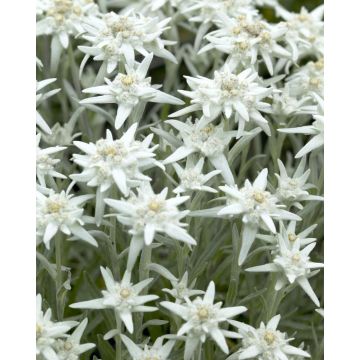 Leontopodium alpinum - Edelweiss