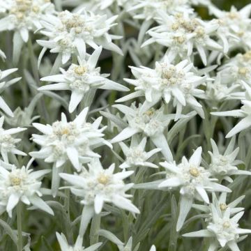 Leontopodium alpinum - Edelweiss