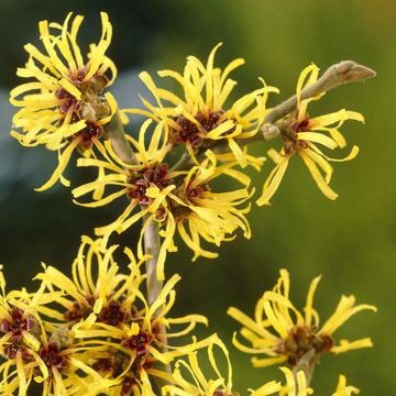 Hamamelis mollis Pallida - Witch Hazel