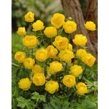 Trollius x Cultorum 'Lemon Queen'