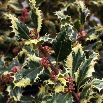 Ilex aquifolium Ferox Argentea - Silver Hedgehog Holly - LARGE