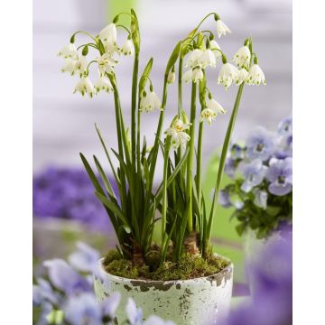 Leucojum aestivum - Snowbells or Summer Snowflakes - Pack of 10 Bulbs