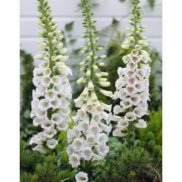 Digitalis purpurea ''Alba''  - Albiflora Snow Thimble White Foxgloves