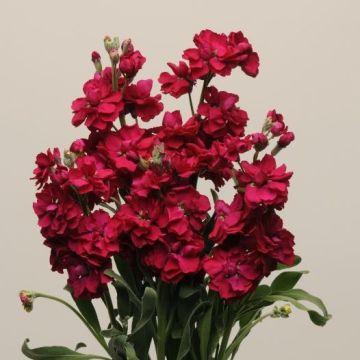 Matthiola Incana 'Katz Ruby' - Fragrant Column Stock Plant