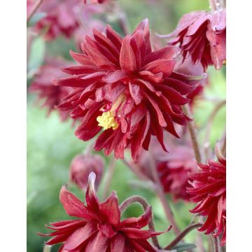 Aquilegia Ruby Port - Granny's Bonnet, Columbine