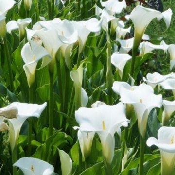 Zantedeschia aethiopica 'Crowborough' - Hardy White Calla Arum Lily