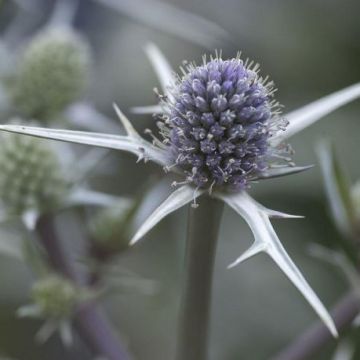 Eryngium varifolium - Sea Holly