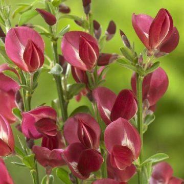 Cytisus Boskoop Ruby - Broom